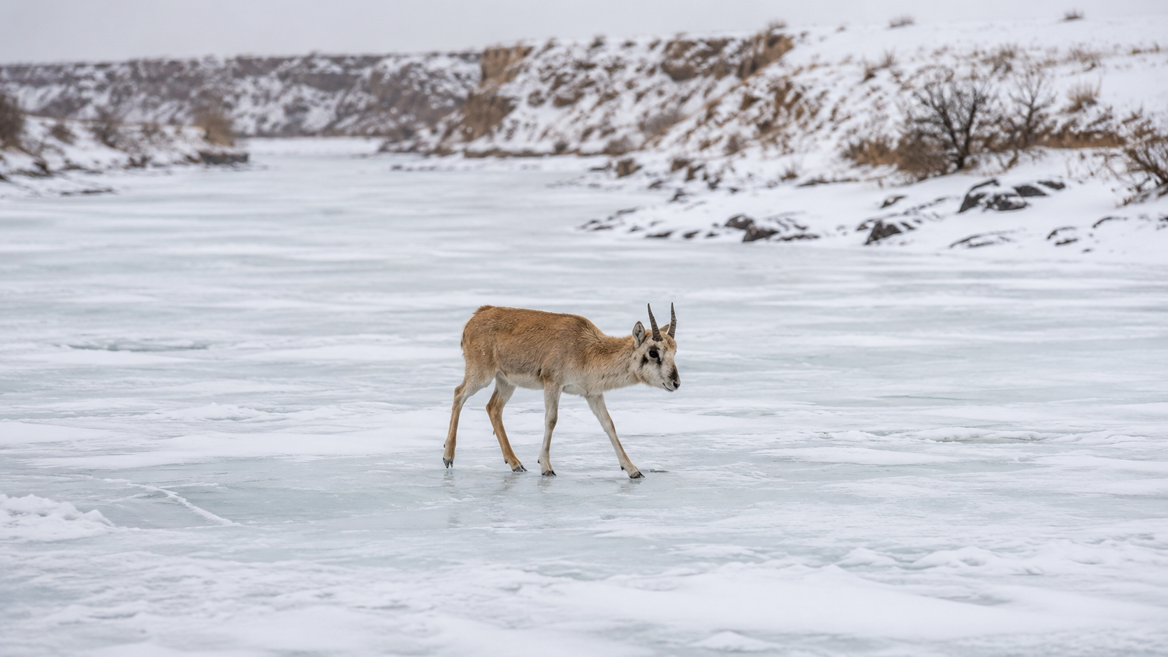 Une gazelle de Mongolie traverse un fleuve gelé dans la steppe en hiver