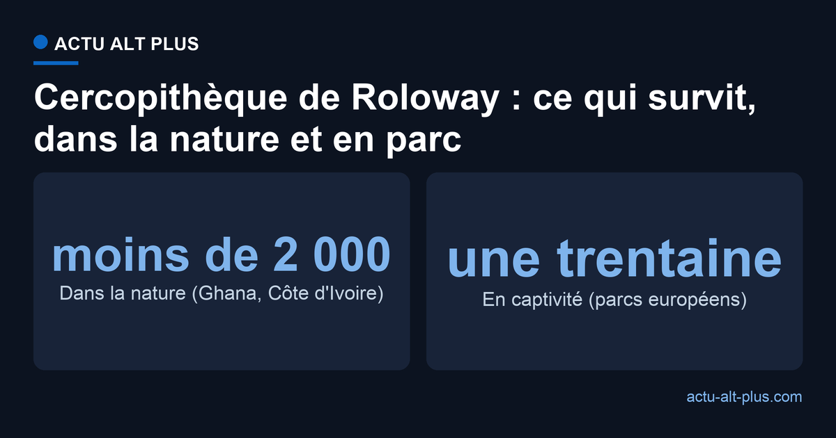 Population du cercopithèque de Roloway : moins de 2 000 individus dans la nature contre une trentaine en captivité en Europe