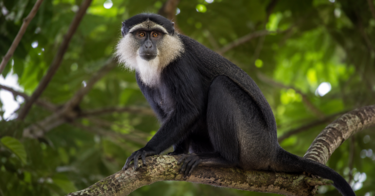 Cercopithèque de Roloway adulte, barbe blanche et pelage sombre, perché sur une branche
