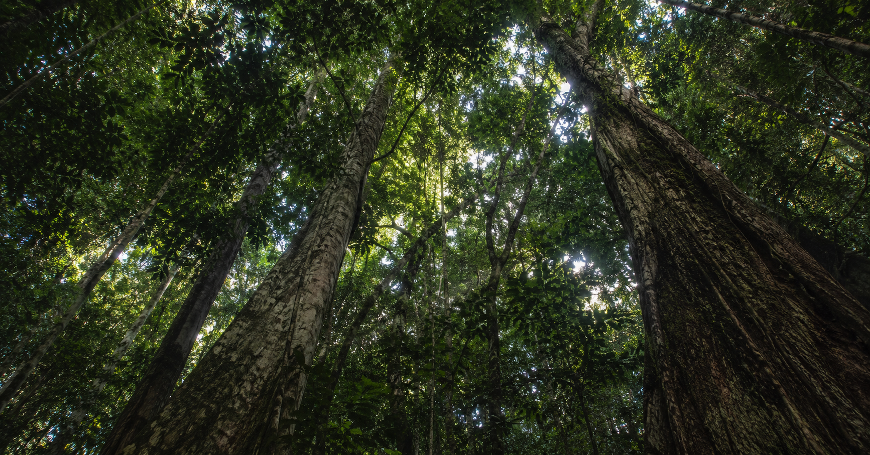 Canopée de forêt tropicale d'Afrique de l'Ouest vue d'en bas