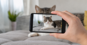 Une photo de votre chat, et l’IA repère cataracte ou dents abîmées : ce que vaut vraiment l’outil santé de Samsung