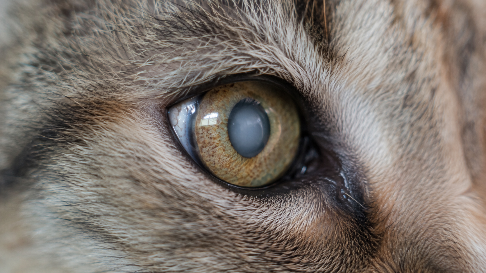 Gros plan sur l'œil légèrement voilé d'un chat âgé