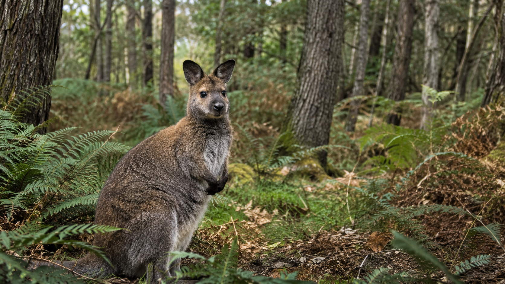 Un wallaby de Bennett parmi les fougères d'un sous-bois de chênes et de pins