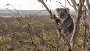 Trop de koalas : en Australie du Sud, l’abondance menace de virer à la famine de masse