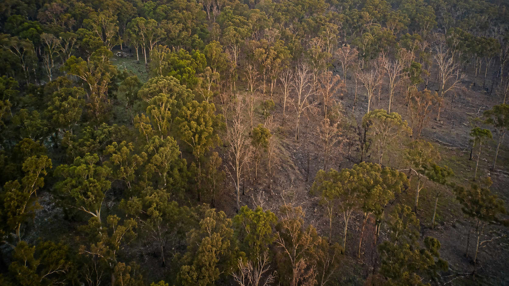 Canopée d'eucalyptus partiellement défeuillée dans une forêt australienne