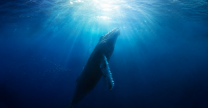 « La Baleine et le musicien » : quand Rone part dialoguer en musique avec une baleine à bosse
