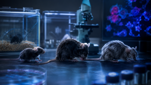 Mélanome : le paradoxe des souris d’âge moyen, quand les gardes immunitaires baissent la garde