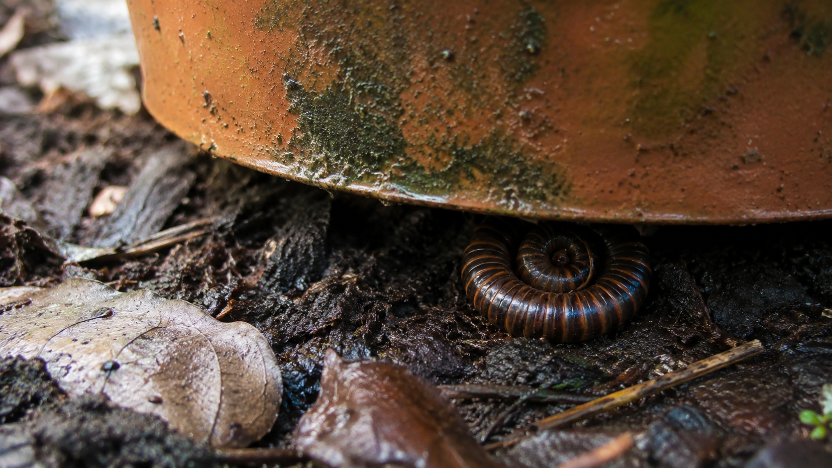 Un mille-pattes enroulé sous un pot de jardin humide parmi terre et feuilles mortes