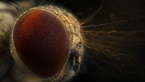 Les mouches tremblent des yeux pour mieux voir, et leurs neurones inspirent des robots moins gourmands