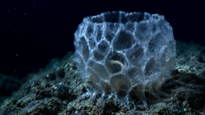 Ocean Census : 1 121 espèces marines découvertes en un an, dont un ver caché dans une éponge de verre