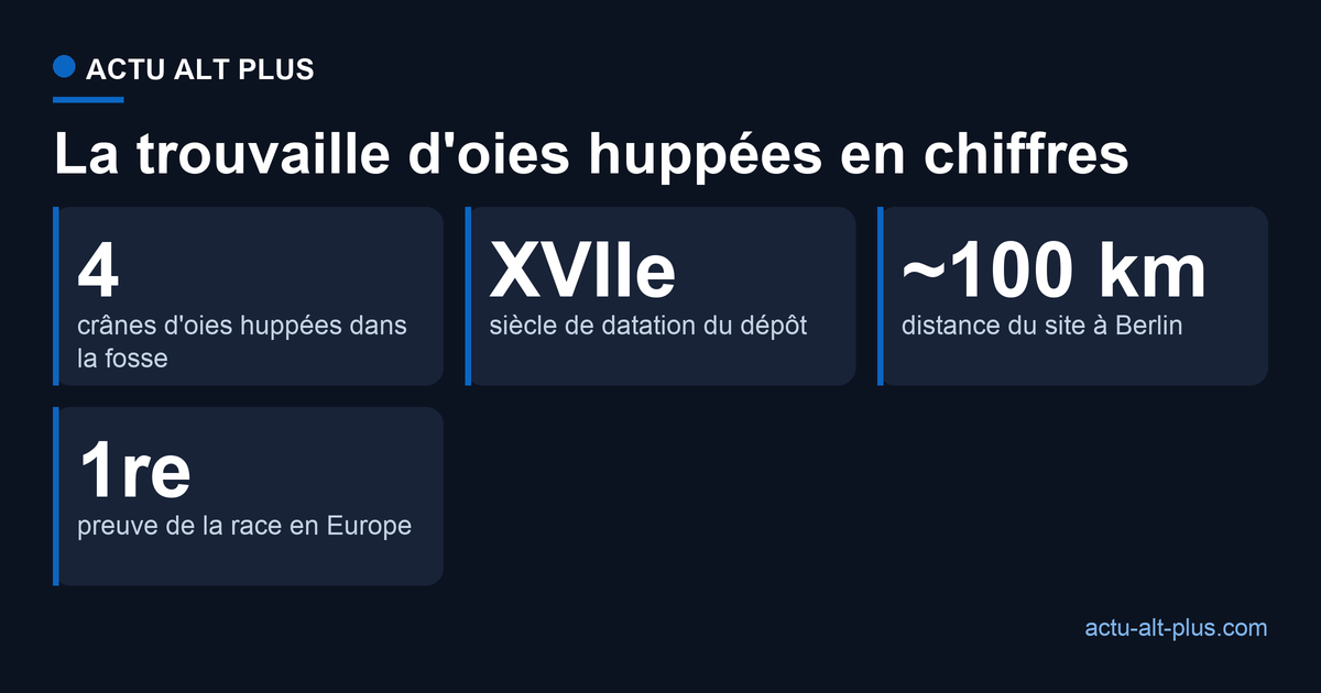 La trouvaille en chiffres : 4 crânes d'oies huppées, datés du XVIIe siècle, à environ 100 km de Berlin, première preuve de la race en Europe
