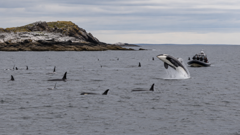 Un groupe d'orques pres d'un bateau touristique dans la mer du Nord au large des iles Farne, Northumberland