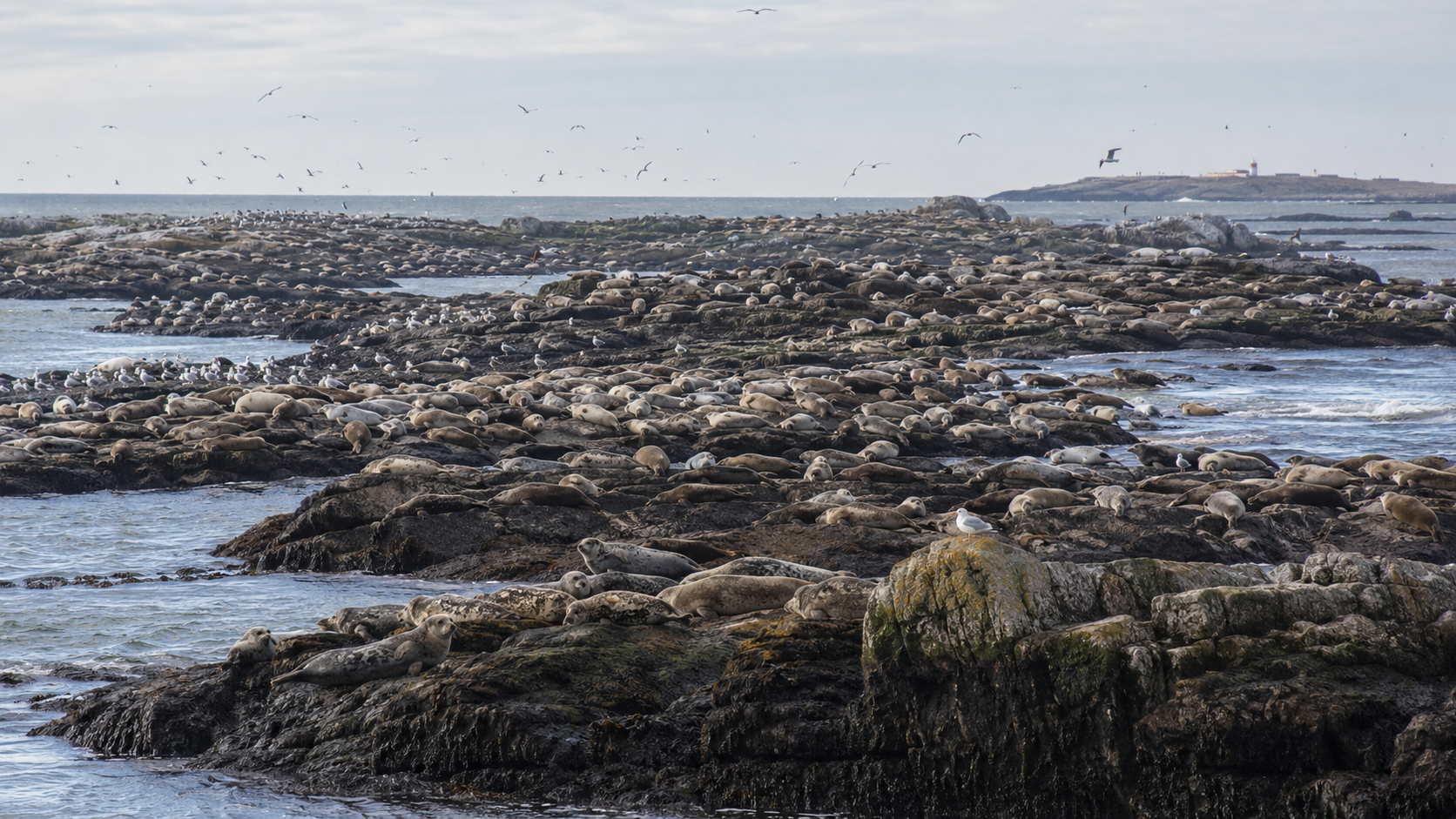 Colonie de phoques gris sur les rochers des iles Farne, Northumberland