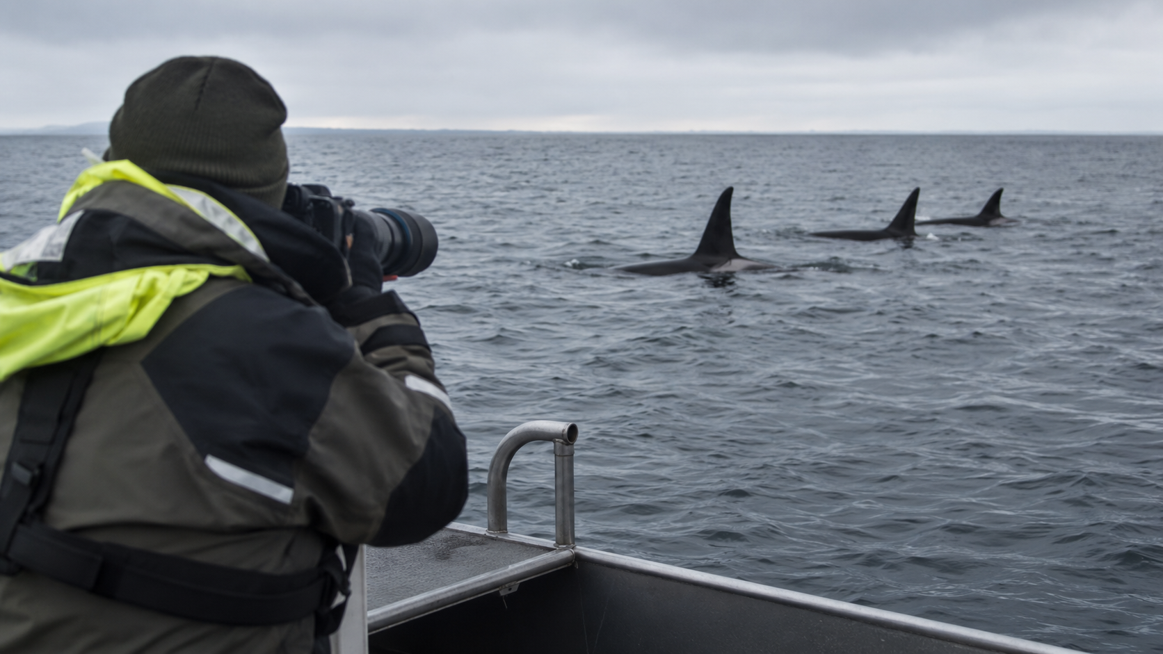 Chercheur en mer du Nord photographiant les ailerons dorsaux d'orques pour les identifier