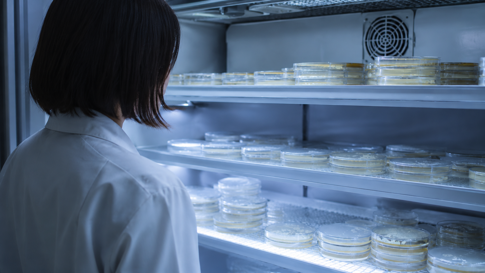 Scientifique en laboratoire examinant des cultures microbiologiques dans des boîtes de Pétri