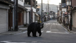 Quatre jours de cavale, 94 écoles fermées : la traque de l’ours qui a tenu une ville japonaise en haleine