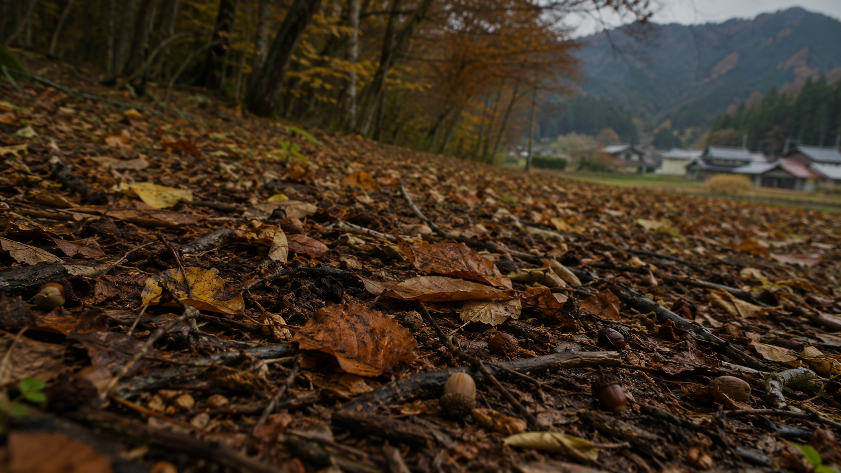 Sol de forêt japonaise d'automne presque dépourvu de glands, à la lisière d'un village