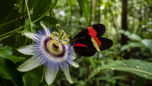 Ce papillon tropical vit 3 fois plus longtemps que ses cousins, et il ne vieillit presque pas