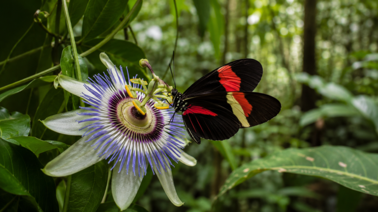 Un papillon Heliconius aux ailes noires barrées de rouge et jaune posé sur une fleur de passiflore en foret tropicale