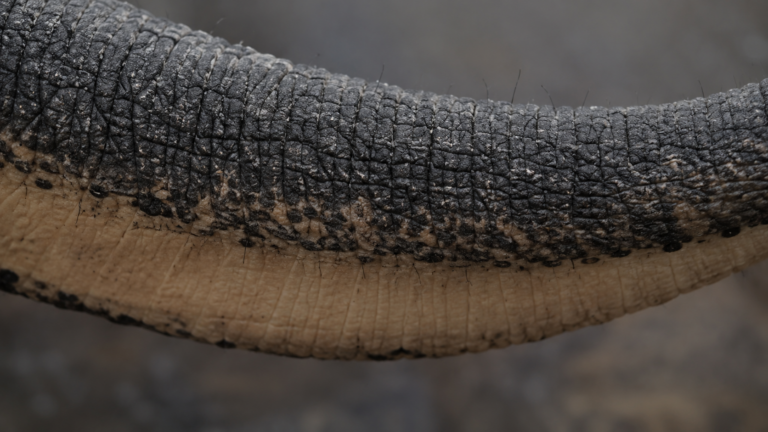Gros plan sur la peau d'une trompe d'éléphant montrant le dessus ridé et le dessous plus lisse