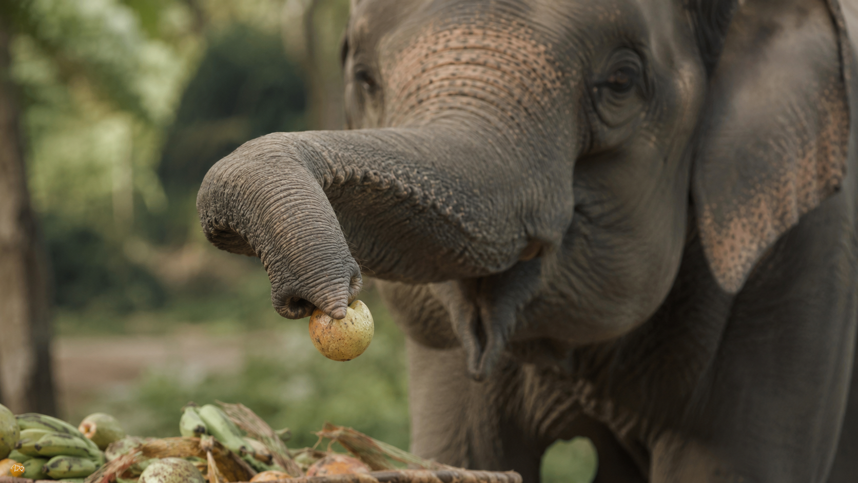 L'extrémité d'une trompe d'éléphant saisit délicatement un fruit