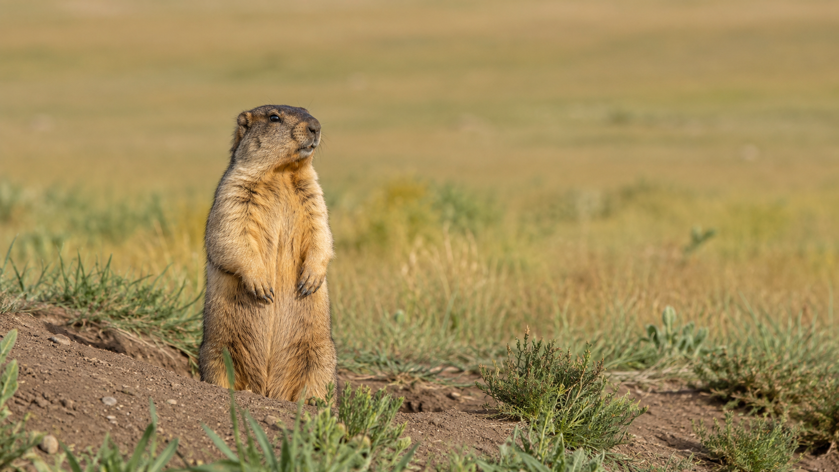 Une marmotte sauvage dressée près de son terrier dans la steppe sibérienne