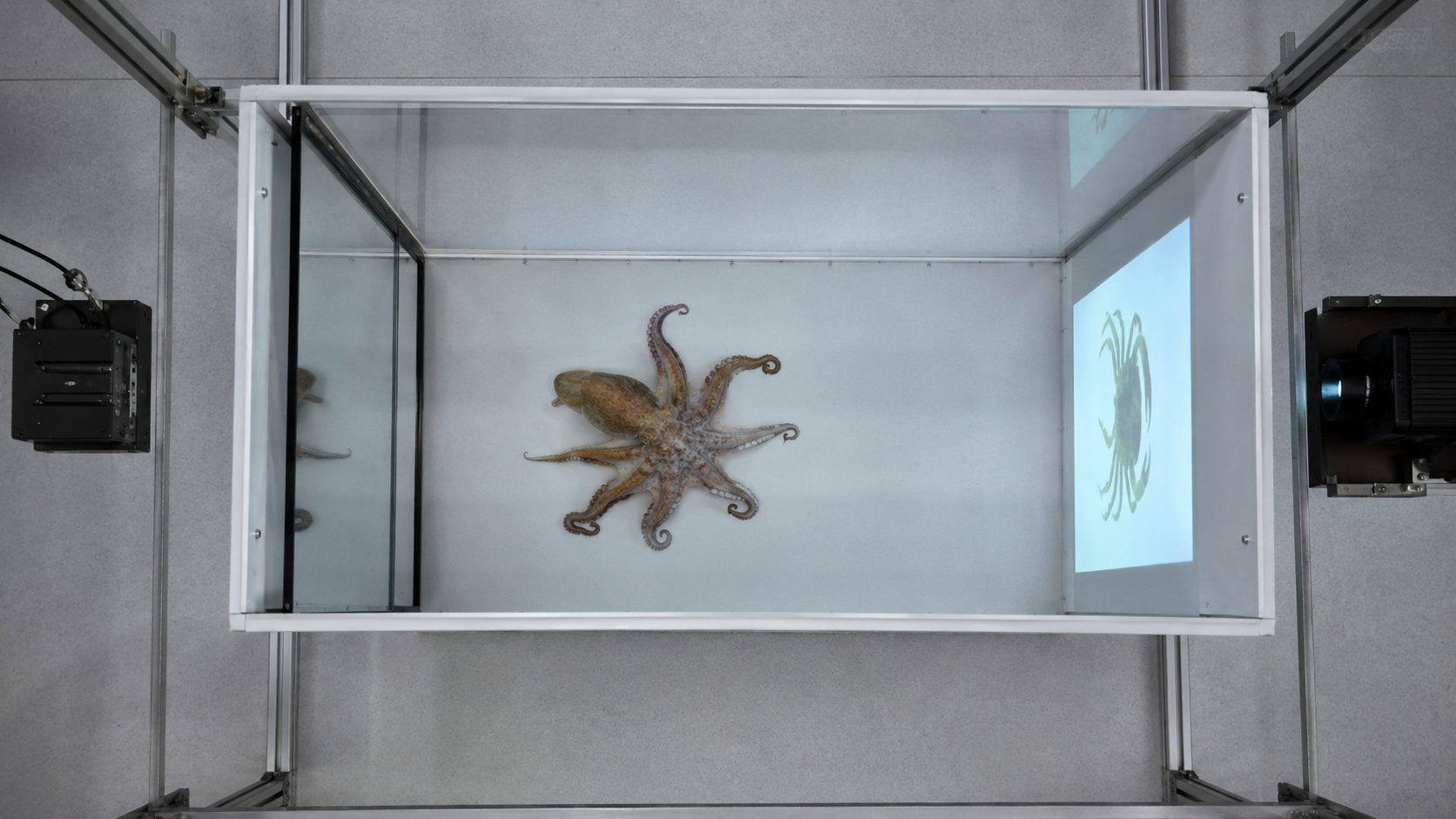 Vue de dessus du dispositif expérimental : boîte ouverte avec miroir et image de crabe projetée