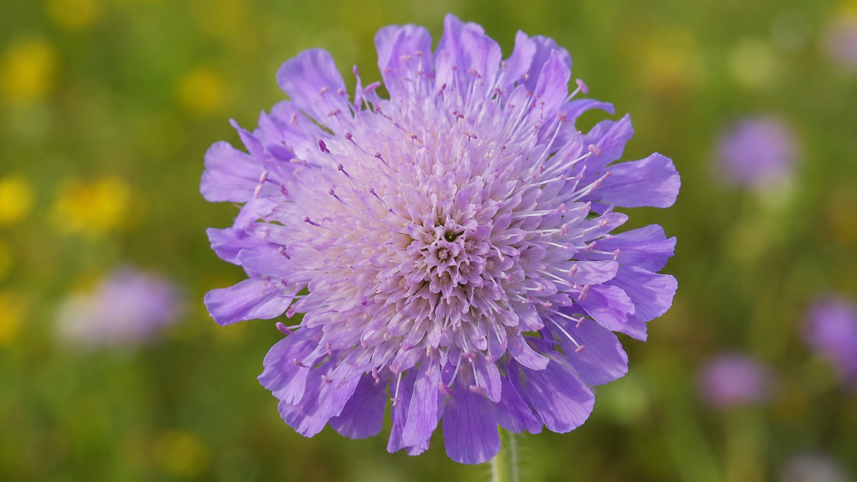 Gros plan macro d'une fleur sauvage nette devant une prairie floue