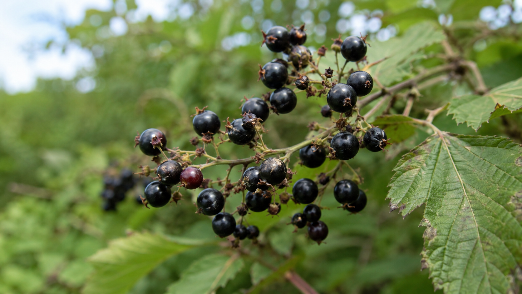 Grappe de petites baies sauvages sombres sur une branche de haie en été