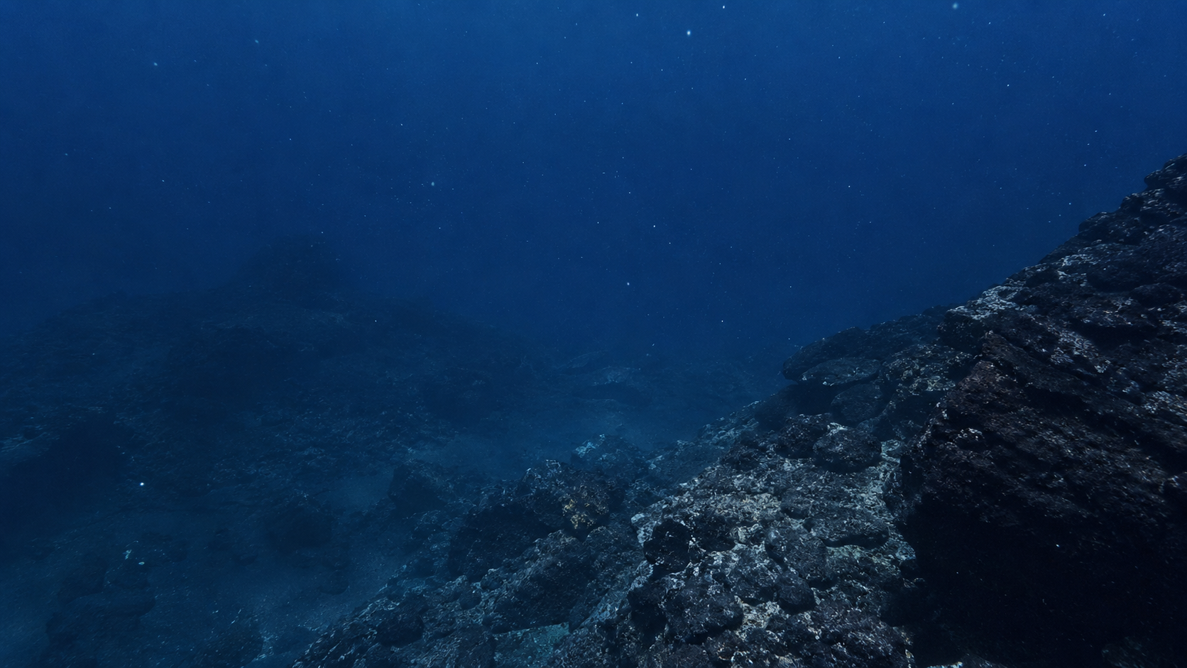 Le fond abyssal du Pacifique baigné d'une lumière bleue froide, des croûtes minérales sombres sur la roche