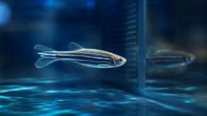 Le cerveau décide d’aller vers l’autre des secondes avant le geste, révèle le poisson-zèbre