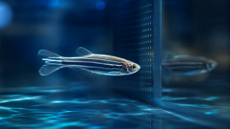 Poisson zèbre observant un autre poisson flou dans un aquarium sombre.
