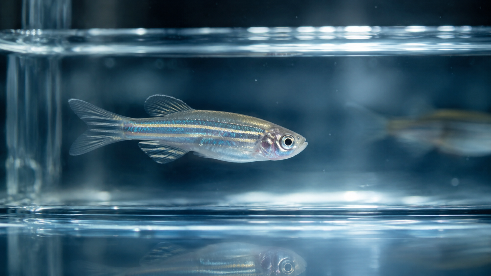 Poisson zèbre immobile dans une eau traversée par des reflets doux.