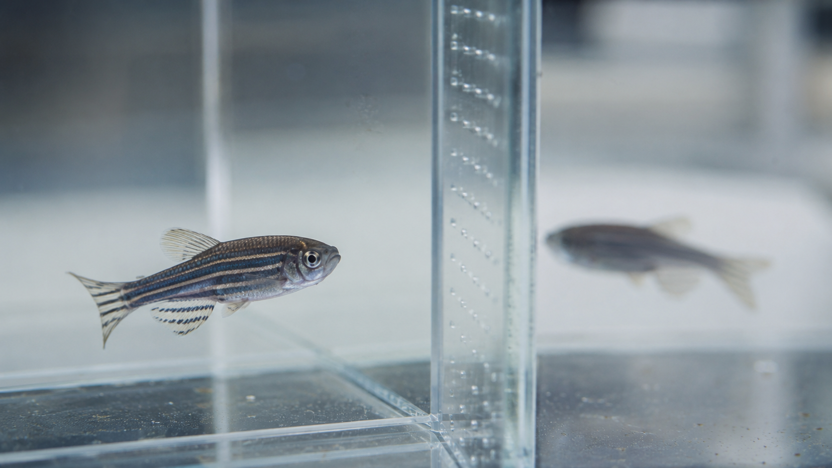 Deux poissons zèbres dans un aquarium de recherche, l'un net et l'autre flou.