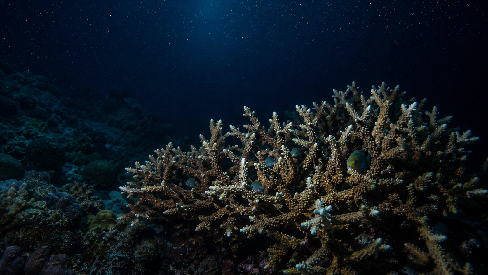Un corail ramifié sain sur un récif dans l'obscurité naturelle, de petits poissons au repos entre les branches