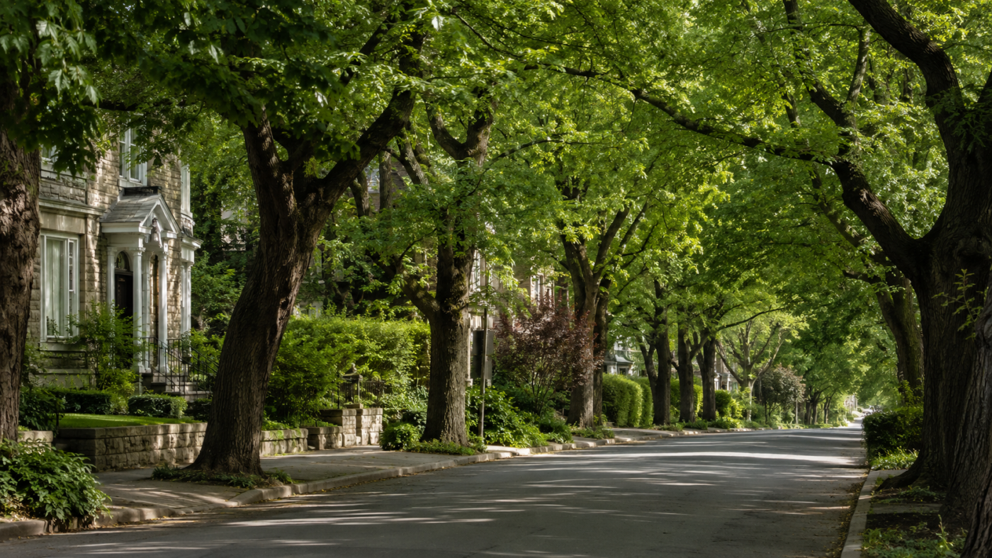 Une rue résidentielle bordée de grands arbres dans une petite ville boisée du Québec en été