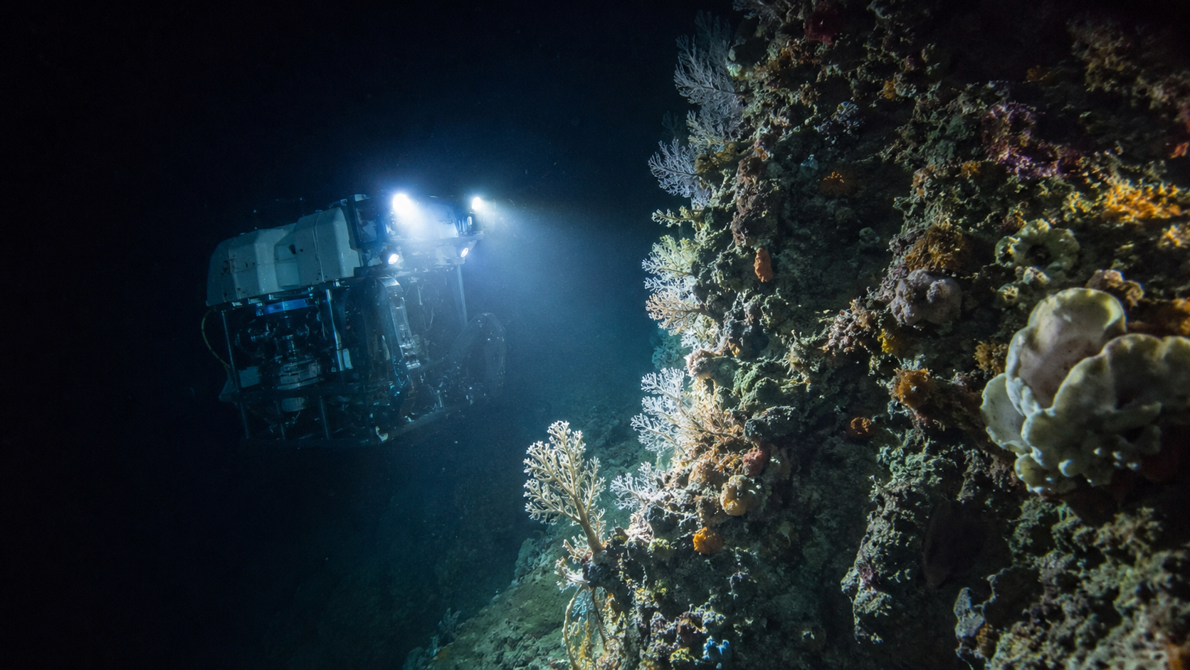 Vehicule sous-marin telecommande explorant une paroi de canyon couverte de coraux d'eau froide