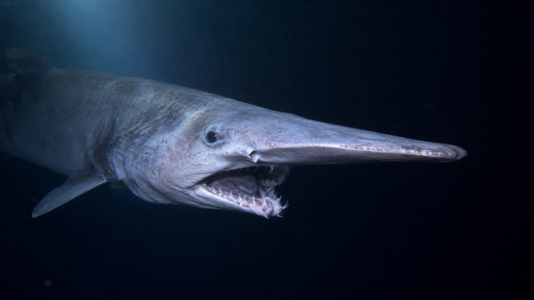 Un requin-gobelin au museau allongé nageant dans l'obscurité des grands fonds, éclairé par un faisceau froid