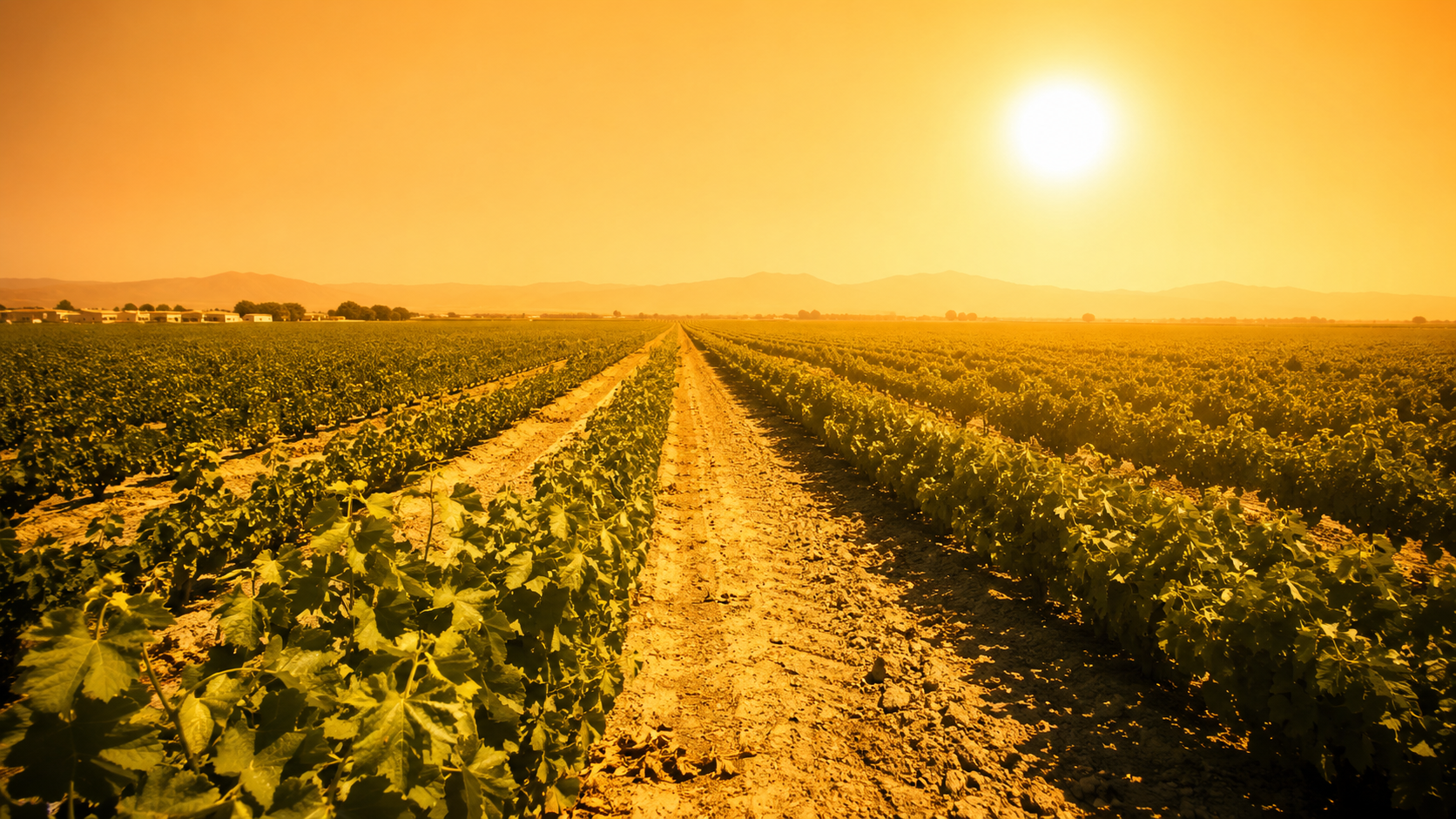 Champ de vignes ou de fraises sous chaleur caniculaire en France, illustrant les conditions de travail des saisonniers agricoles