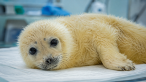 Ils sauvent un bébé phoque, puis envoient une glacière de palourdes pour la loutre qui ne mangeait plus
