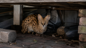Un serval africain retrouvé sous une terrasse à Vancouver : trois fois plus grand qu’un chat, et désormais interdit