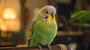 Spoodles, perruche sacrée plus vieille du monde à 32 ans : le double de ce que vit un oiseau de cage