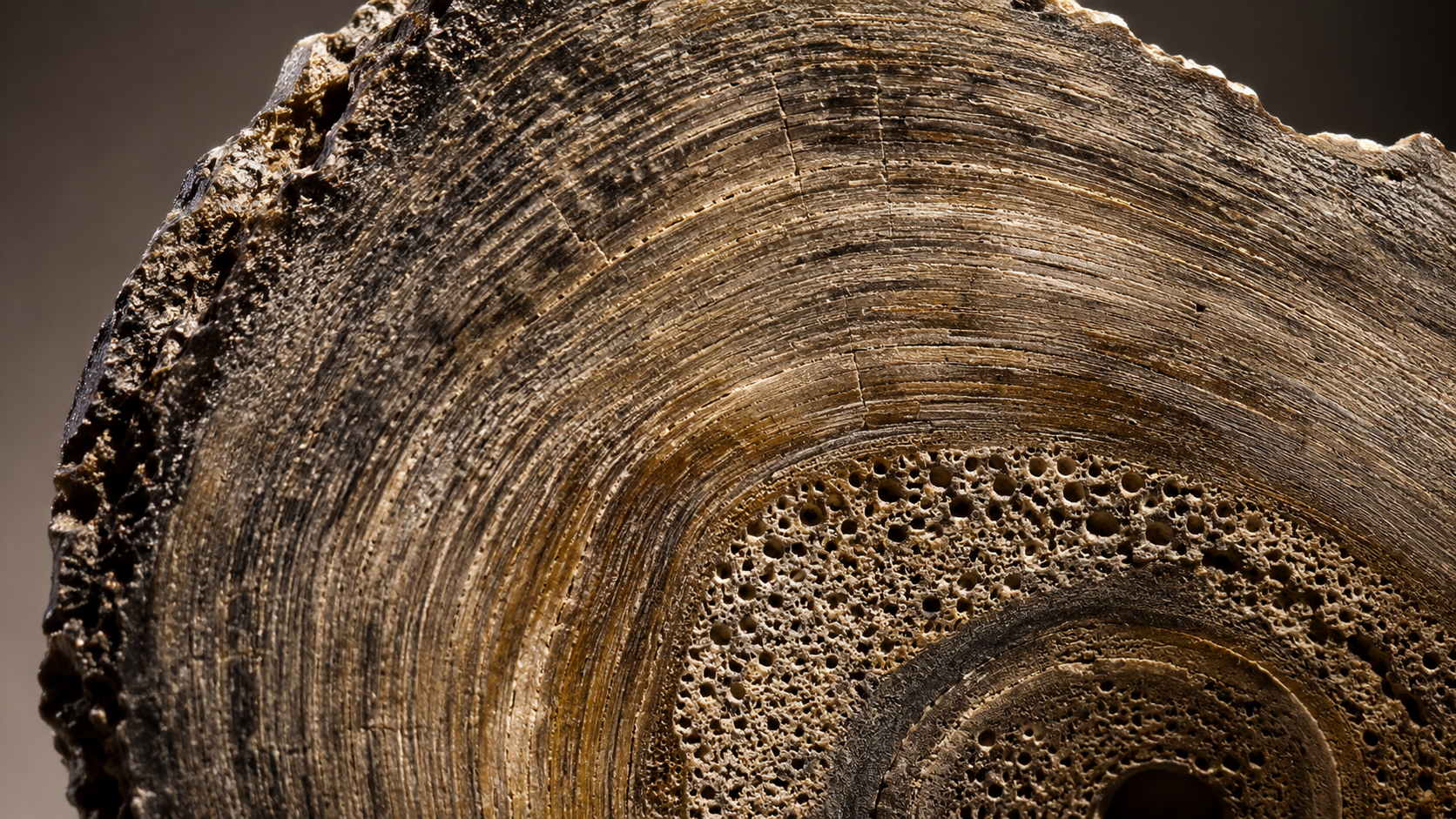 Gros plan d'une coupe d'os fossile de dinosaure montrant des anneaux de croissance concentriques