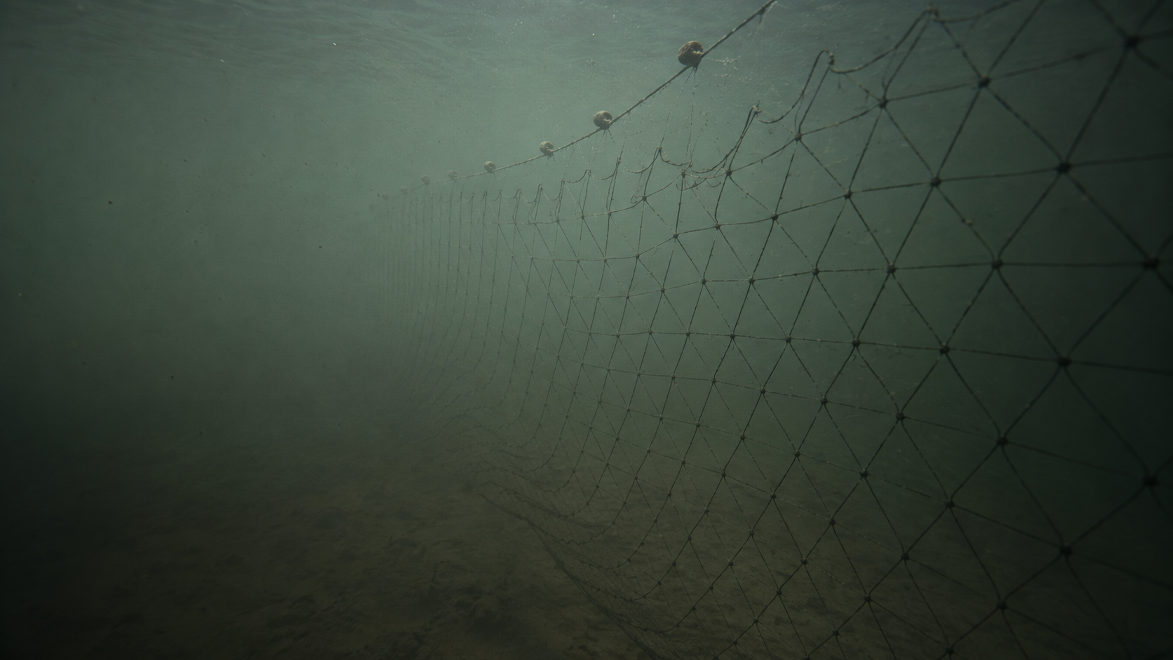 Filet maillant à la dérive sous l'eau verte, mur de mailles vide