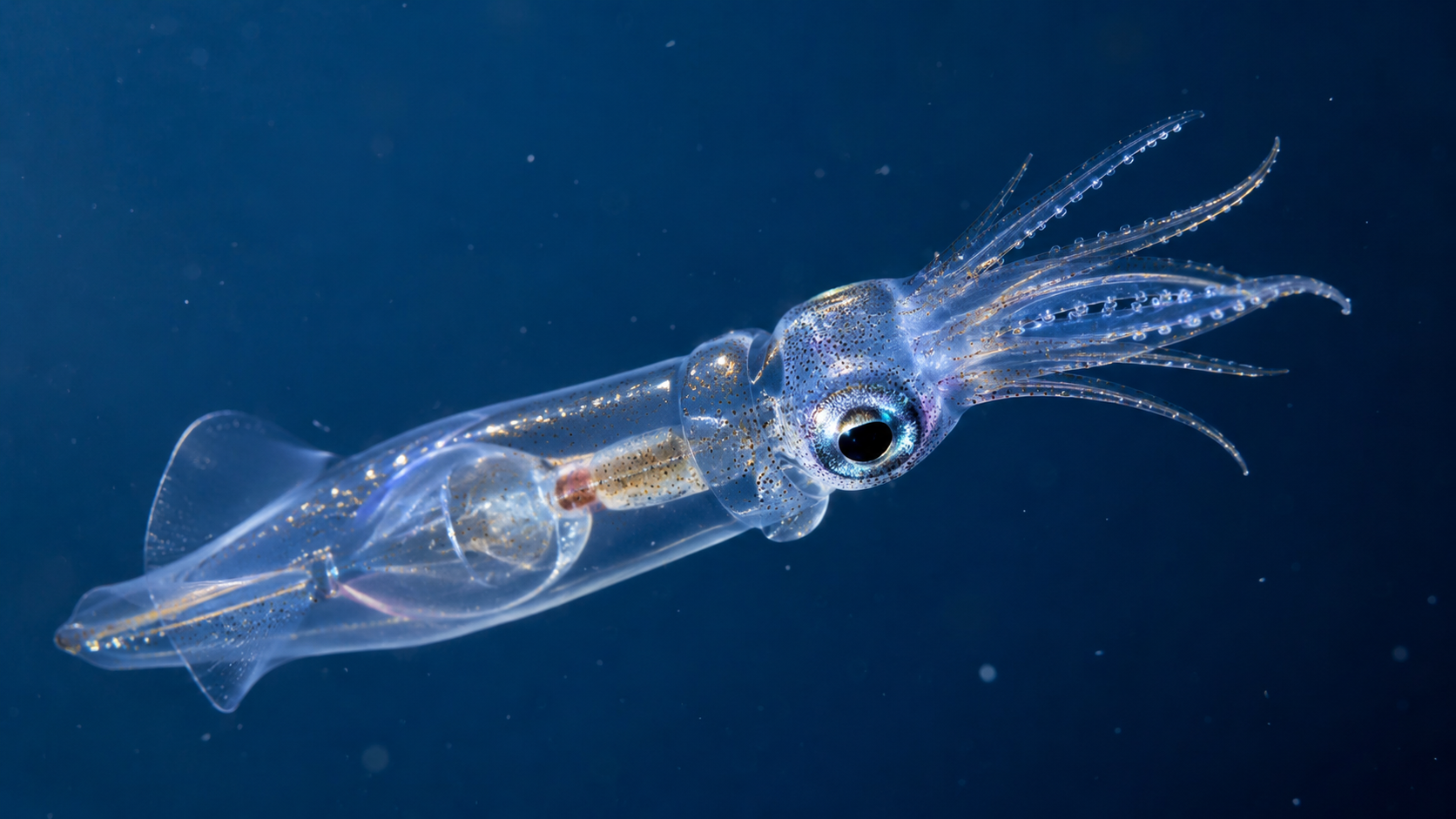 Jeune calmar de verre transparent flottant dans l'eau bleu profond, organes internes visibles