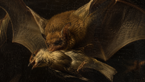 En 1611, un tableau montrait déjà ce que la science vient de prouver : une chauve-souris dévore un oiseau en plein vol