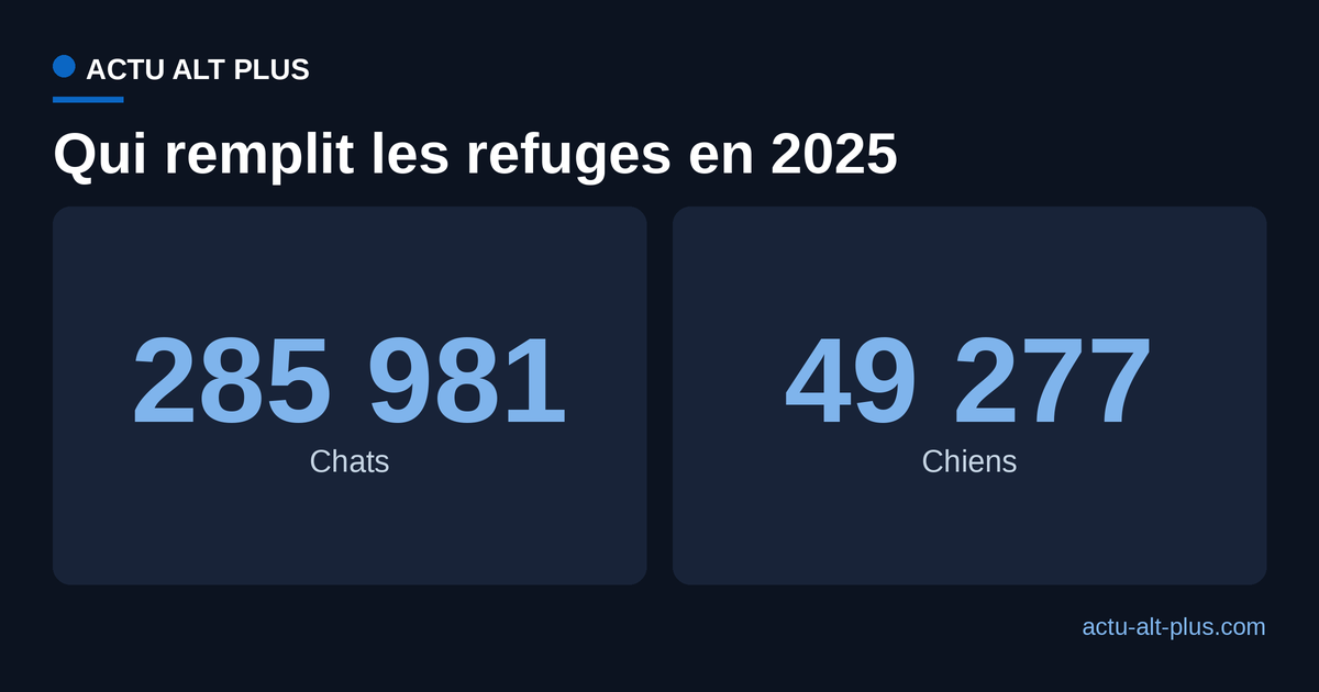 En 2025, 285 981 chats ont été abandonnés ou recueillis en France, contre 49 277 chiens
