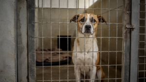 Un chien seul derrière le grillage d'un box de refuge, attendant