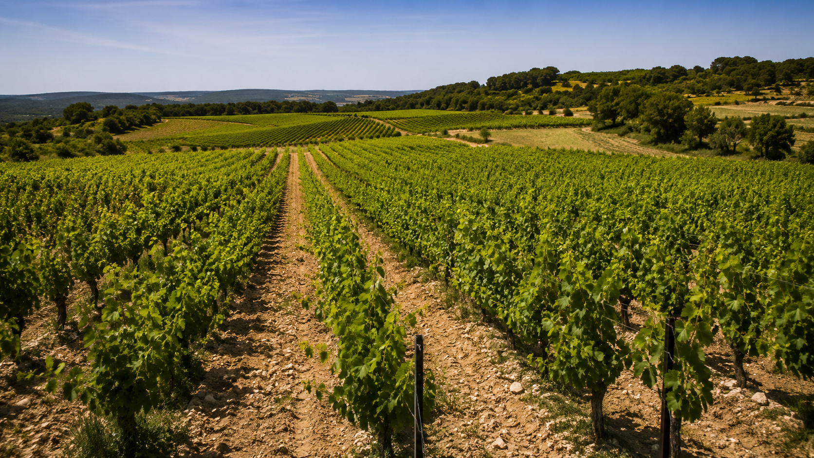 Des rangs de vignes dans un vignoble français sous un ciel d'été dégagé, sans personne