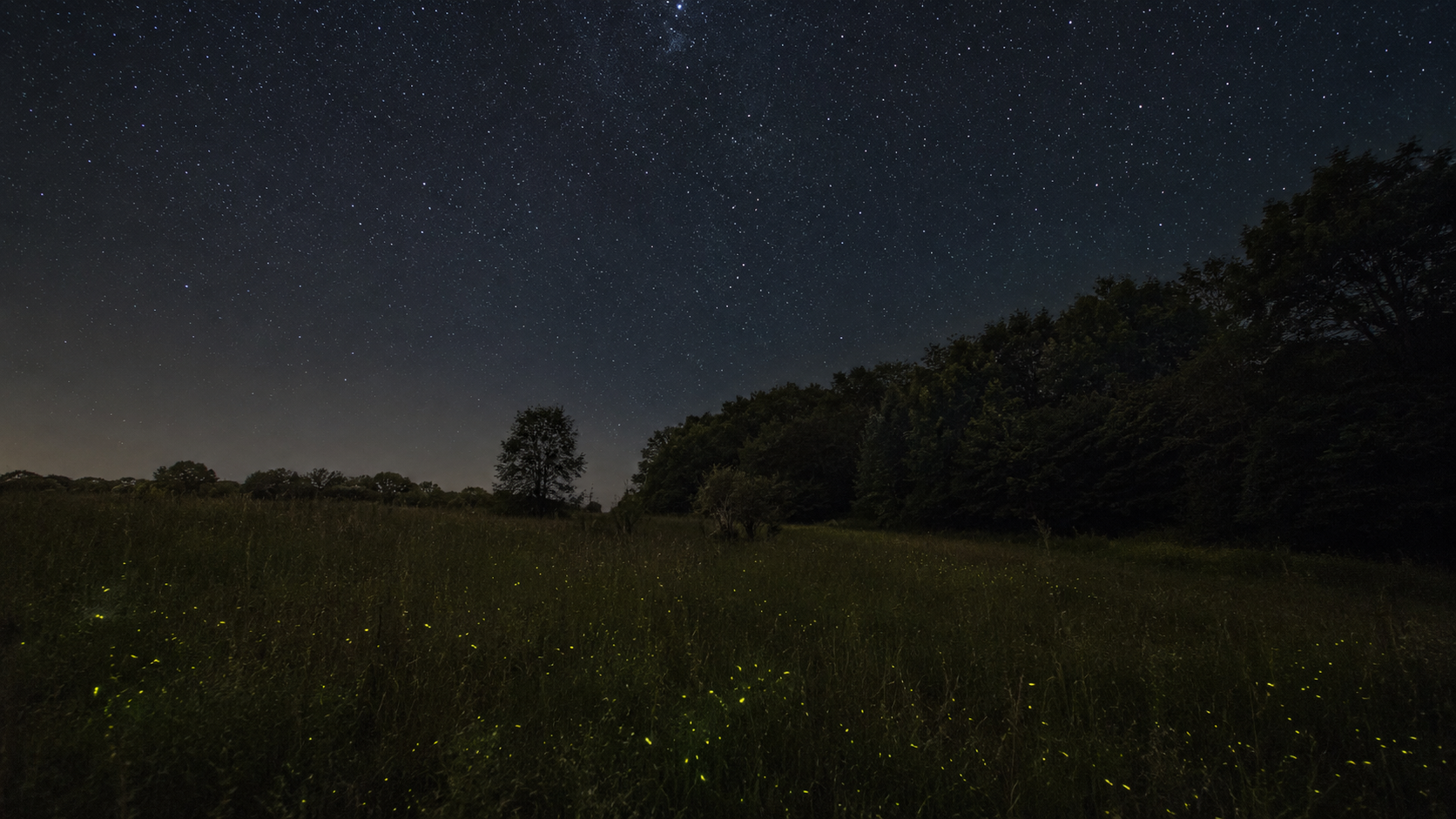 Prairie sombre en lisière de bois sous un ciel étoilé sans pollution lumineuse